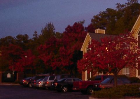 紅葉した木－裏