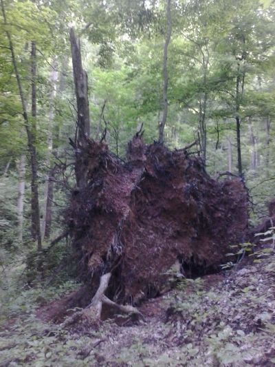 切られた大木の根