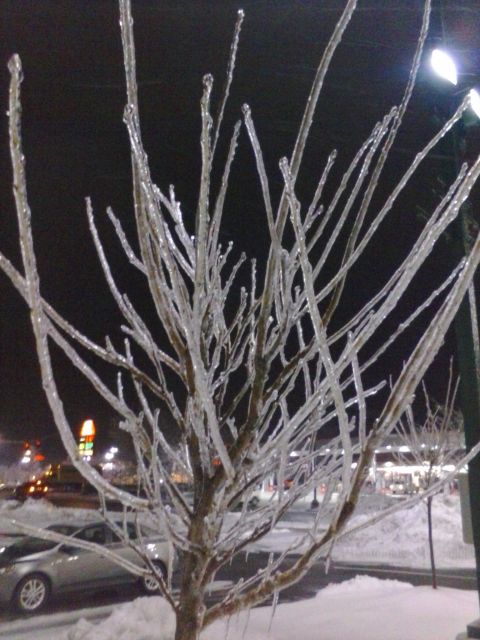 凍り付く木々