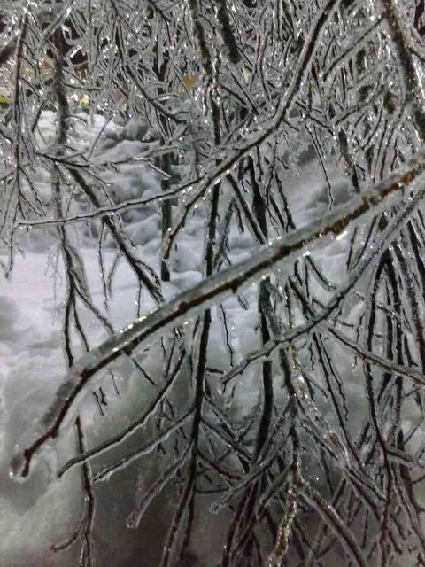 樹氷をアップで
