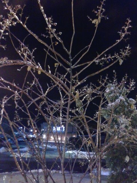 凍り付いた木々